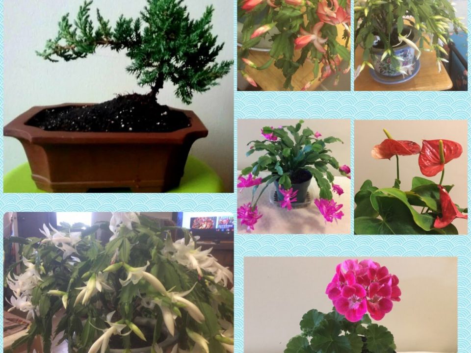 Indoor Planting group.JPG
